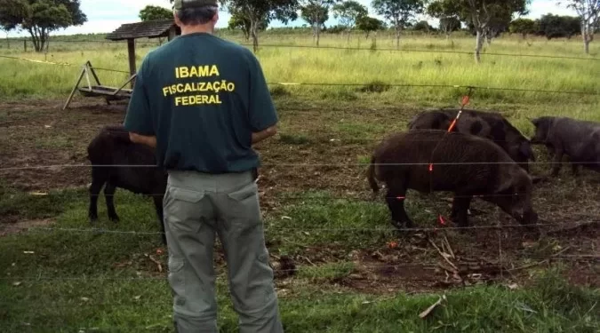 9 em cada 10 brasileiros são contra liberar a caça no país, diz pesquisa