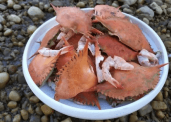 Bateria feita de cascas de caranguejo é aposta biodegradável