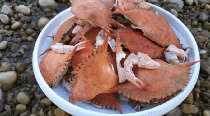 Bateria feita de cascas de caranguejo é aposta biodegradável