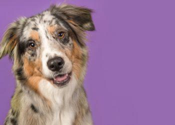 Setembro Lilás: mês de combate ao câncer em cães e gatos