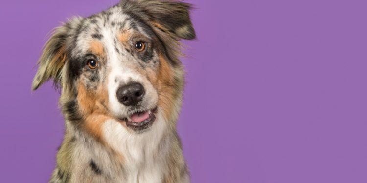 Setembro Lilás: mês de combate ao câncer em cães e gatos