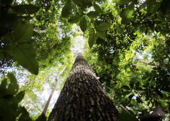 Dia da Amazônia será celebrado com atos em todo o país