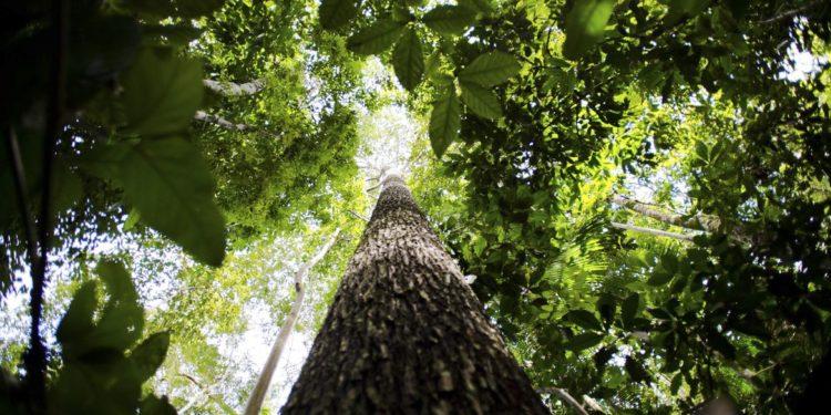 Dia da Amazônia será celebrado com atos em todo o país