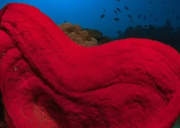 A estranha habilidade das esponjas marinhas que intriga cientistas e filósofos