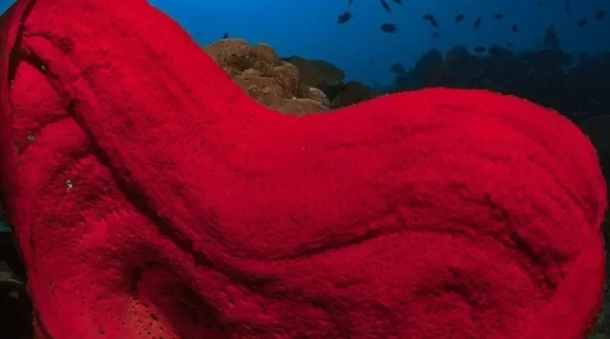 A estranha habilidade das esponjas marinhas que intriga cientistas e filósofos