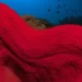 A estranha habilidade das esponjas marinhas que intriga cientistas e filósofos