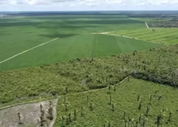 Brasil pode plantar mais soja sem desmatar a Amazônia, mostra estudo