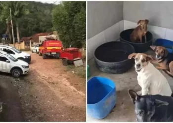 Bombeiros resgatam 12 cães após morte de tutor em Minas