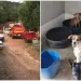 Bombeiros resgatam 12 cães após morte de tutor em Minas