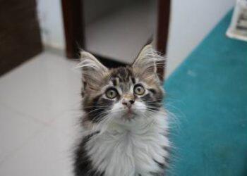 Estudo diz que gatos mudam comportamento ao ouvir a voz do tutor