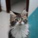 Estudo diz que gatos mudam comportamento ao ouvir a voz do tutor