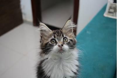Estudo diz que gatos mudam comportamento ao ouvir a voz do tutor