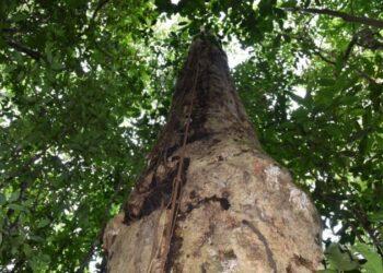 Pesquisadores descobrem espécie de árvore gigante na Mata Atlântica