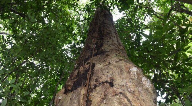 Pesquisadores descobrem espécie de árvore gigante na Mata Atlântica