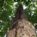Pesquisadores descobrem espécie de árvore gigante na Mata Atlântica