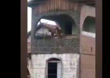 Idoso flagrado agredindo cão com pano em Montes Claros é preso