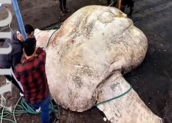 Peixe-lua mais pesado do mundo é encontrado morto em praia de Portugal