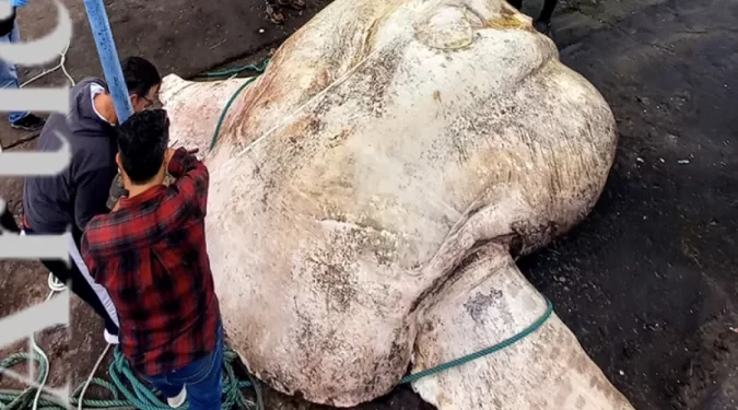 Peixe-lua mais pesado do mundo é encontrado morto em praia de Portugal