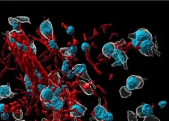 Covid-19 induz inflamação cerebral; idosos são mais vulneráveis