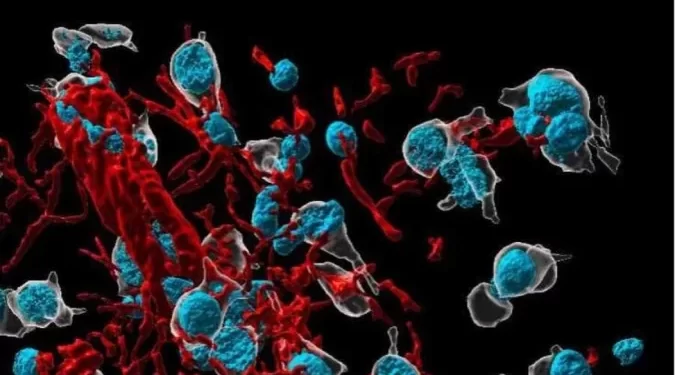 Covid-19 induz inflamação cerebral; idosos são mais vulneráveis