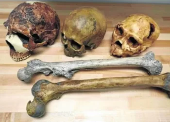 Neandertais e Homo Sapiens podem ter coexistido por “apenas” 2,8 mil anos