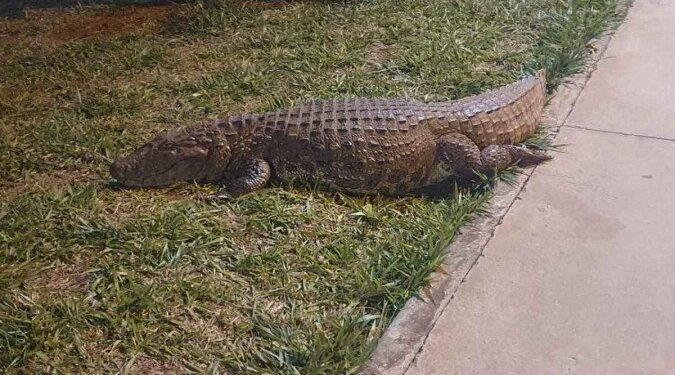 Outra vez: jacaré Alfredo é pego ‘cochilando’ na pista de corrida em MG