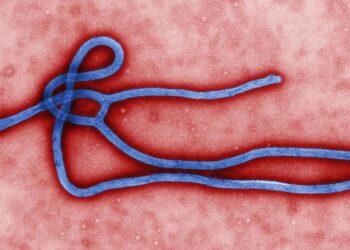 Epidemia de ebola deixa nove mortos em Uganda