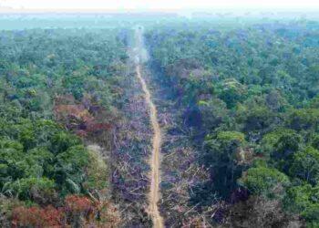 Amazônia bate recorde de desmatamento para o mês de outubro