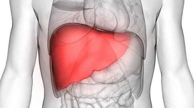 Bactéria da hanseníase pode ser chave para regeneração de órgãos humanos