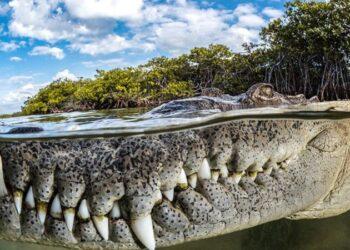 Close de boca de crocodilo em Cuba ganha prêmio de fotos de mangue