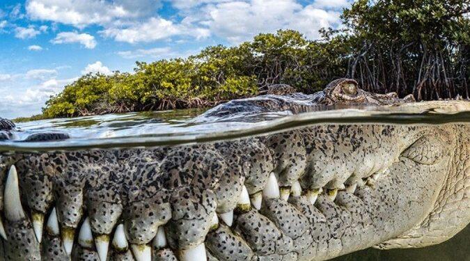 Close de boca de crocodilo em Cuba ganha prêmio de fotos de mangue