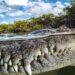 Close de boca de crocodilo em Cuba ganha prêmio de fotos de mangue