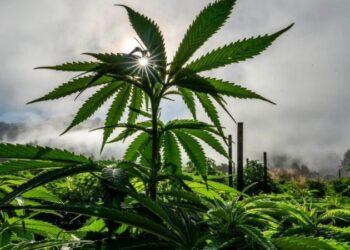 EUA: Por que legalização da maconha está em votação em Estados tradicionalmente conservadores