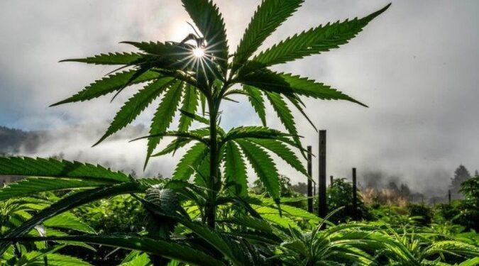 EUA: Por que legalização da maconha está em votação em Estados tradicionalmente conservadores