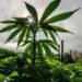 EUA: Por que legalização da maconha está em votação em Estados tradicionalmente conservadores