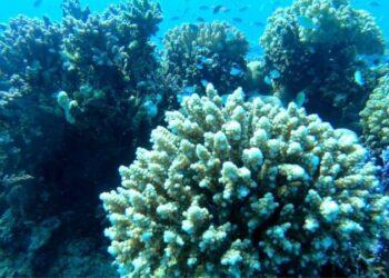 COP27: Como poluição por petróleo no anfitrião da conferência ameaça uma das principais barreiras de coral do mundo