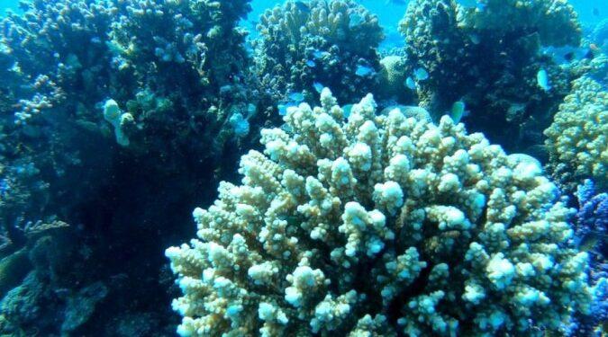 COP27: Como poluição por petróleo no anfitrião da conferência ameaça uma das principais barreiras de coral do mundo