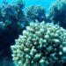 COP27: Como poluição por petróleo no anfitrião da conferência ameaça uma das principais barreiras de coral do mundo