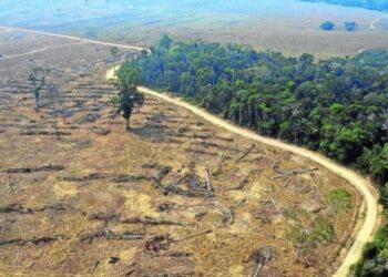 Desmatamento: País tem maior alta de emissão de gases de efeito estufa em 19 anos