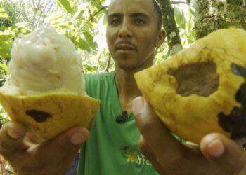 Cacau do sul da Bahia ressurge focado na qualidade e com certificação