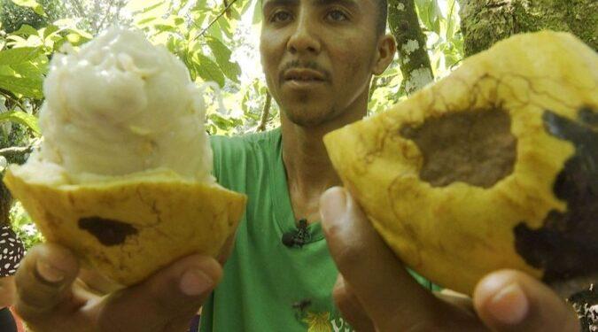 Cacau do sul da Bahia ressurge focado na qualidade e com certificação