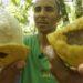 Cacau do sul da Bahia ressurge focado na qualidade e com certificação