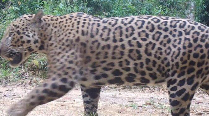 Onças-pintadas com filhotes são encontradas na Serra do Mar paranaense