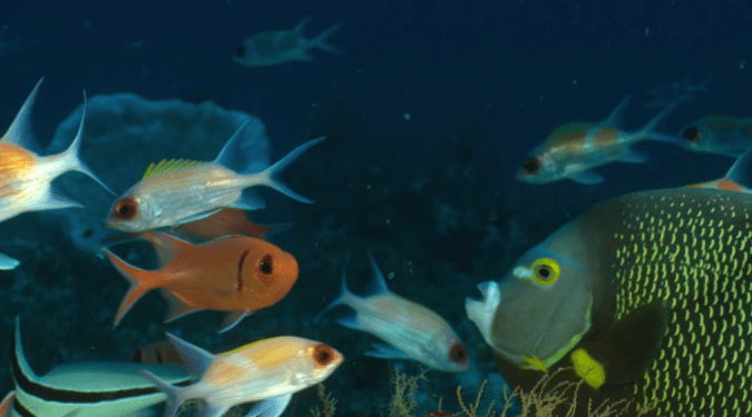 O recife de corais raro na boca do rio Amazonas sob ameaça da extração de petróleo