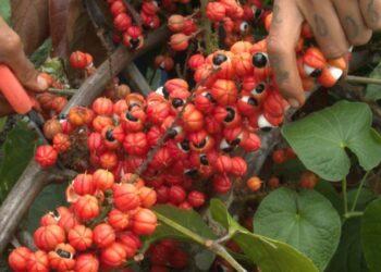 Produção de guaraná de Maués alia tradição e qualidade na Amazônia