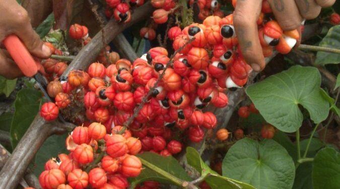 Produção de guaraná de Maués alia tradição e qualidade na Amazônia