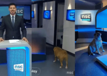 Cachorro invade telejornal local da TV Globo e chama atenção da internet