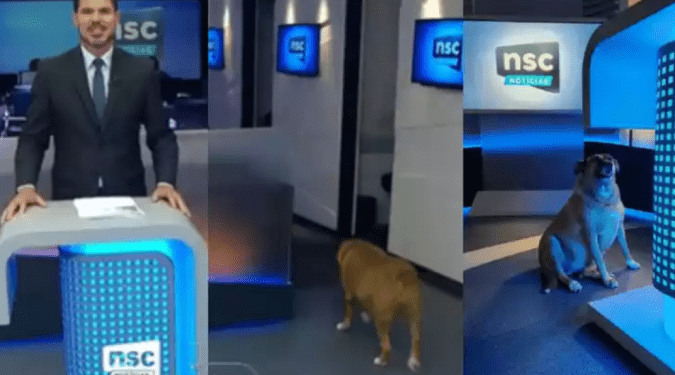 Cachorro invade telejornal local da TV Globo e chama atenção da internet