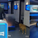 Cachorro invade telejornal local da TV Globo e chama atenção da internet