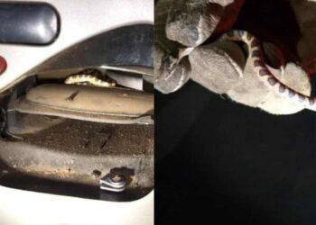 Filhote de jiboia entra em ar-condicionado de carro e morde passageira